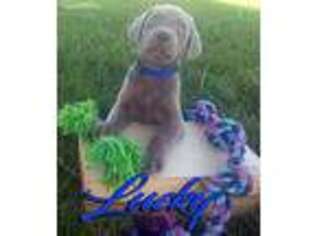 Labrador Retriever Puppy for sale in Albuquerque, NM, USA