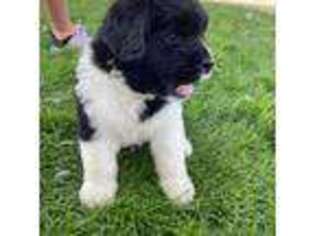 Newfoundland Puppy for sale in Geneva, IN, USA