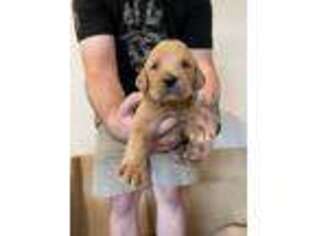 Labradoodle Puppy for sale in Carlsbad, CA, USA