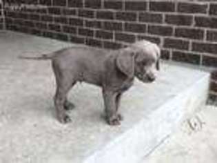 Labrador Retriever Puppy for sale in West Manchester, OH, USA