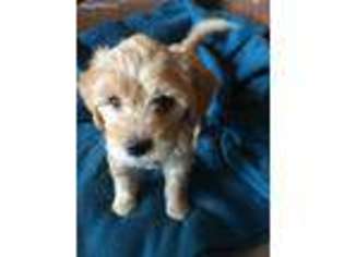 Goldendoodle Puppy for sale in Montevallo, AL, USA