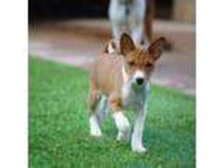 Basenji Puppy for sale in Chatsworth, CA, USA