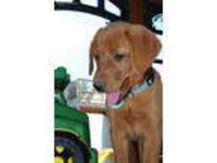 Labrador Retriever Puppy for sale in Dietrich, ID, USA