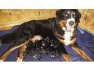 Bernese Mountain Dog Puppy for sale in Dallas, GA, USA