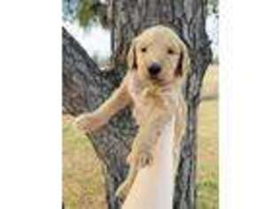 Goldendoodle Puppy for sale in Seminole, OK, USA