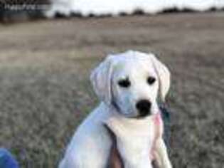 Labrador Retriever Puppy for sale in Piedmont, OK, USA
