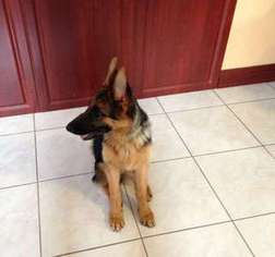 German Shepherd Dog Puppy for sale in Hico, TX, USA
