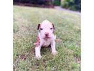 American Bulldog Puppy for sale in Douglasville, GA, USA