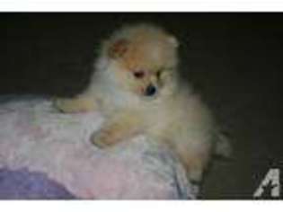 Pomeranian Puppy for sale in LA MESA, CA, USA