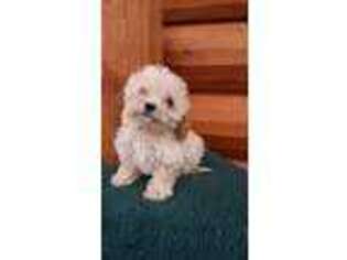 Cavachon Puppy for sale in Monroe, IN, USA