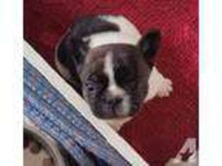 French Bulldog Puppy for sale in WEST SACRAMENTO, CA, USA