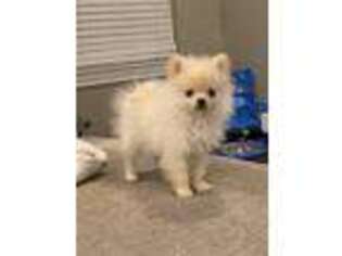 Pomeranian Puppy for sale in Ada, OK, USA