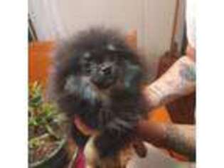 Pomeranian Puppy for sale in Boydton, VA, USA
