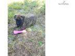 Bullmastiff Puppy for sale in Fort Myers, FL, USA