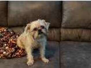 Brussels Griffon Puppy for sale in Dallas, TX, USA