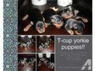 Yorkshire Terrier Puppy for sale in STATESBORO, GA, USA