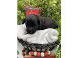 Mutt Puppy for sale in Pima, AZ, USA