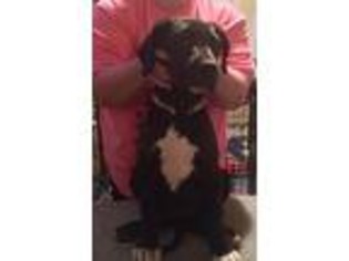 Great Dane Puppy for sale in Zanesville, OH, USA