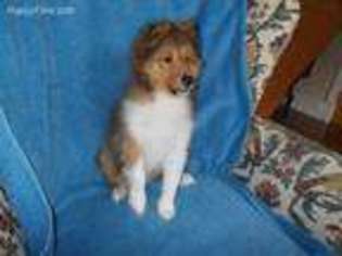 Shetland Sheepdog Puppy for sale in Canton, GA, USA
