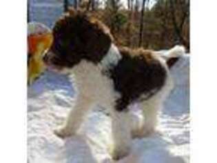 Labradoodle Puppy for sale in Dawson Springs, KY, USA