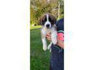 Saint Bernard Puppy for sale in Newmanstown, PA, USA