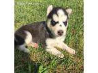 Siberian Husky Puppy for sale in Grand Rapids, MI, USA