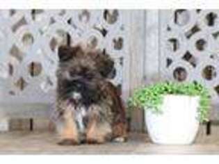 Shorkie Tzu Puppy for sale in Butler, OH, USA