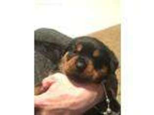 Rottweiler Puppy for sale in Selden, NY, USA
