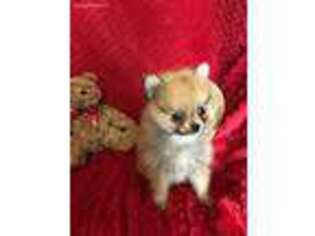 Pomeranian Puppy for sale in Altoona, IA, USA