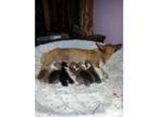 Pembroke Welsh Corgi Puppy for sale in GLOUCESTER, VA, USA