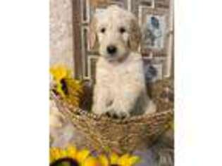 Goldendoodle Puppy for sale in New Market, VA, USA