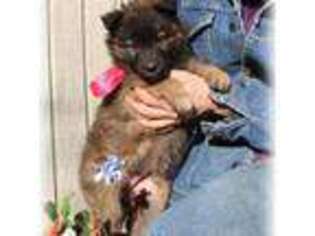 Belgian Tervuren Puppy for sale in Springfield, MO, USA