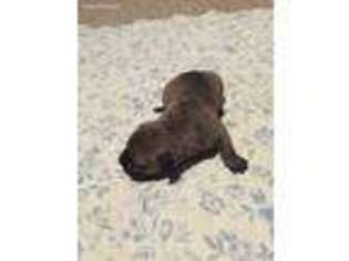 Bullmastiff Puppy for sale in Prattville, AL, USA