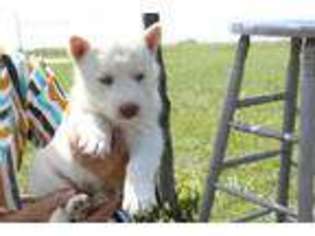 Siberian Husky Puppy for sale in Garnett, KS, USA