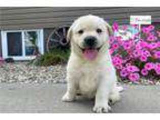 Labrador Retriever Puppy for sale in Evansville, IN, USA