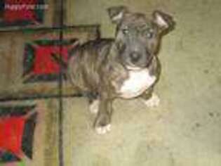 Bull Terrier Puppy for sale in Greensburg, IN, USA