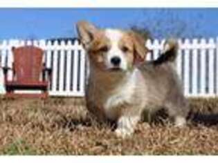 Pembroke Welsh Corgi Puppy for sale in Watkinsville, GA, USA