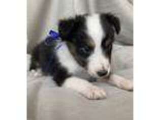 Shetland Sheepdog Puppy for sale in Andrews, TX, USA