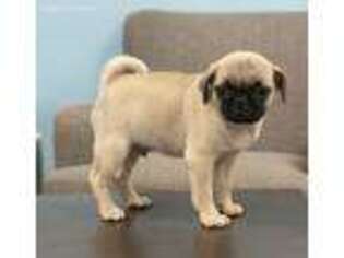Pug Puppy for sale in Lawrenceville, GA, USA