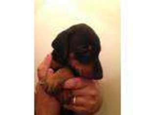Doberman Pinscher Puppy for sale in Columbia, KY, USA