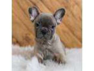 French Bulldog Puppy for sale in Millersburg, OH, USA