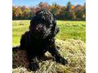 Goldendoodle Puppy for sale in Greenfield, MA, USA