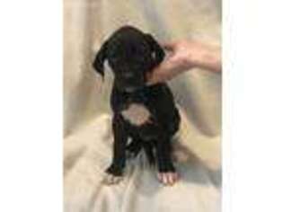 Great Dane Puppy for sale in Avilla, IN, USA