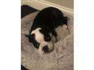Boston Terrier Puppy for sale in Lexington, KY, USA