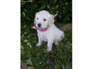Goldendoodle Puppy for sale in Mount Pleasant, TX, USA