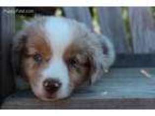 Miniature Australian Shepherd Puppy for sale in Dulzura, CA, USA