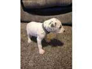 Dalmatian Puppy for sale in West Bloomfield, MI, USA