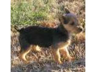 Australian Terrier Puppy for sale in Gravette, AR, USA