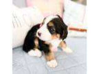 Bernese Mountain Dog Puppy for sale in Ontario, CA, USA