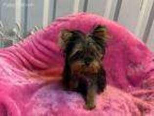 Yorkshire Terrier Puppy for sale in Coalgate, OK, USA
